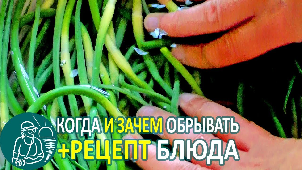 Что делать со стрелками чеснока: когда обрывать побеги и рецепт как приготовить