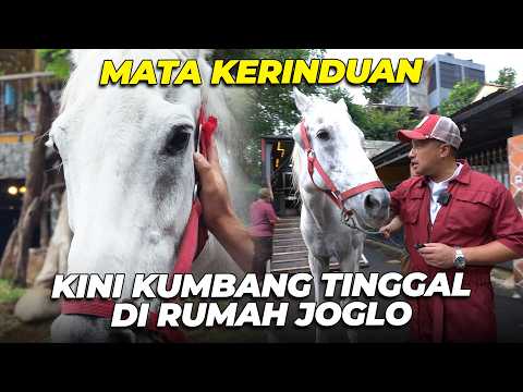 MATA KUMBANG GABISA BOHONG, KINI KUMBANG TINGGAL DI RUMAH JOGLO..