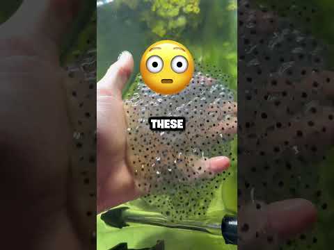 This Guy Made A Mini Frog Army!! 🐸😂