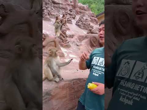 People and animals live in harmony. Do not imitate dangerous actions.