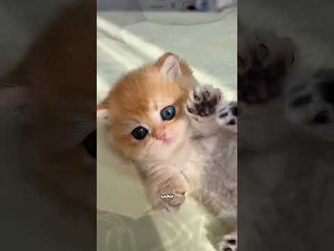 ابوها جابلها قطة كيوت…. شوفو الي حصل بنهم!😳