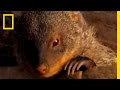 Banded Mongooses and Marabou Storks