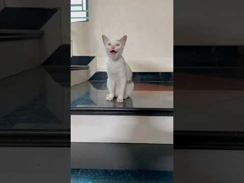 smart cat #cats #cat #catvideos #shorts