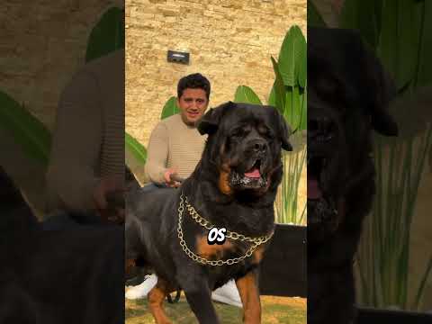 Les Chiens Les Plus Puissants Du Monde – Le Dernier Peut Tuer Un Lion 😨