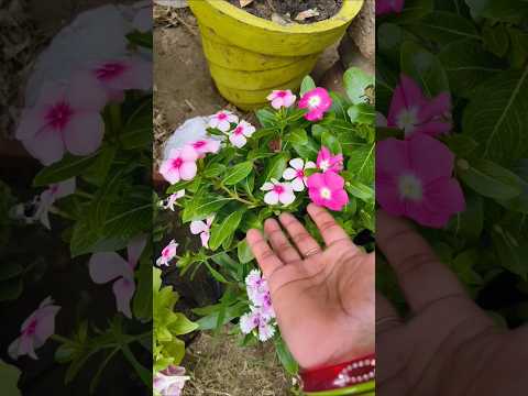 Winter season flowers plants ☘️ #gardening #garden #nature #plants #ytshort