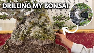 Bonsai Technique: How to Fuse a Tree Onto a Rock