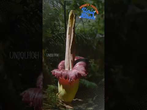Perjuangan mendokumentasikan bunga langka