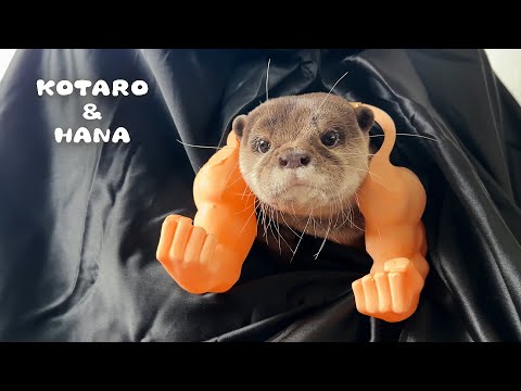 カワウソに強そうなコスプレさせたら覚醒してしまった　Funny Otter Takes His Halloween Costume Maybe Too Seriously!