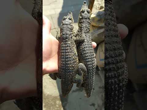 أغرب أنواع الحيوانات ف سوق الجمعه 🐍❤️✨