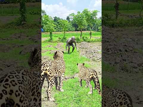 catching leopard 🐆🐆#1 #youtubeshorts​ #viral​ #trendingshorts​ #shorts_​ #animal​ #tiger​ #jungle​