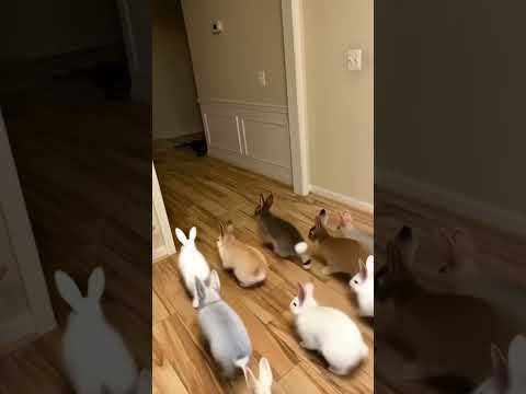 أنا قررت اربي أرانب في البيت في امريكا #اكسبلور