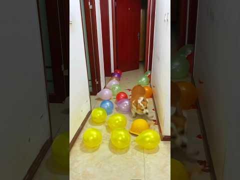 Chú chó rất thông minh và đáng yêu