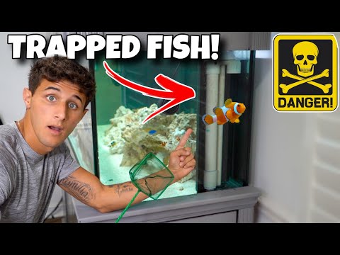 Rescuing TRAPPED FISH From DEATH!!