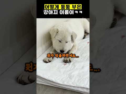 어떻게 퉁퉁 부은 <strong>강아지</strong> 이름이ㅋㅋ