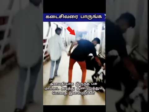 முட்டாளுக்கு பாடம் புகட்டிய பசு.!🐄🥊 #shorts
