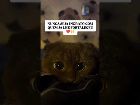 Nunca seja ingrato 💖🐾