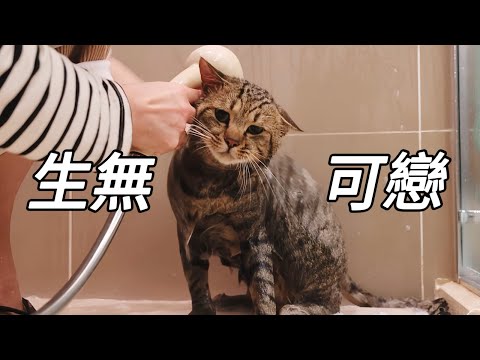 給撿來的流浪貓洗澡，打了三次肥皂都搓不起泡泡｜李喜貓
