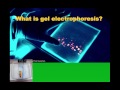 DNA Analysis and Gel Electrophoresis