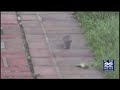 Springfield Rat Problem Overview