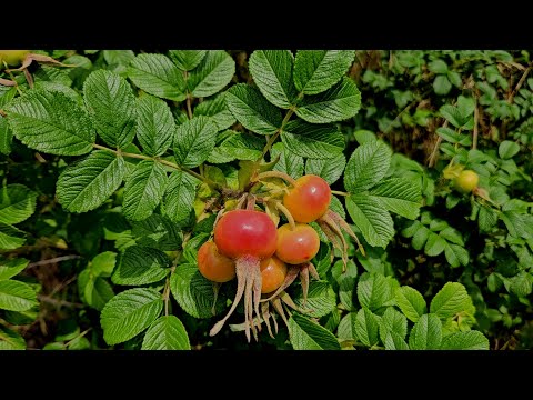 열매 하나만 먹어도 레몬 17개 먹는것과 같다~항산화성분의 보고! 강장, 강정, 건위, 혈압, 당뇨, 전립선에 좋다