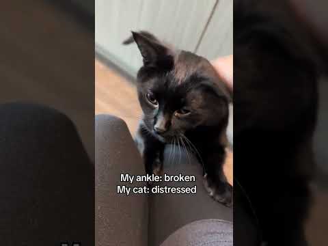 I guess I'm the emotional support human #cat #kitty #kitten #funnycats @oftheair
