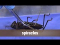 Grasshopper Dissection and Anatomy