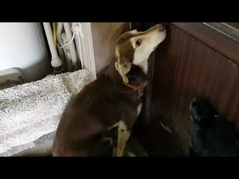 Sad, Scared Dog Huddles Against The Wall In Face Of The Curiosity Of Other Dogs