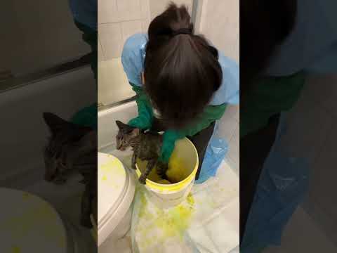Ringworm Treatment for Foster Cat
