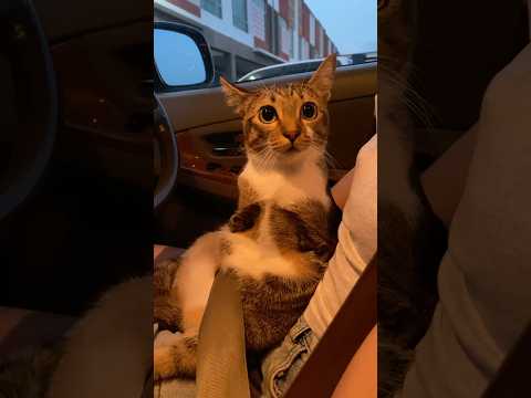 猫の動画サムネイル - Gogogo