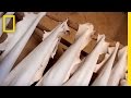 Understanding the Tannery in Fez, Morocco