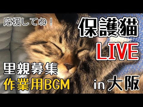ねころび荘 保護猫部屋配信20260406