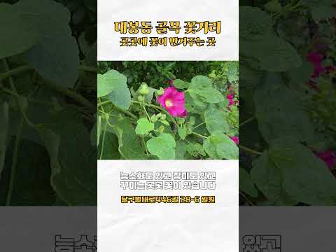 골목마다 감성 터짐🌸 대구 대봉동 꽃거리에서 인생샷 건지는 방법 #shorts