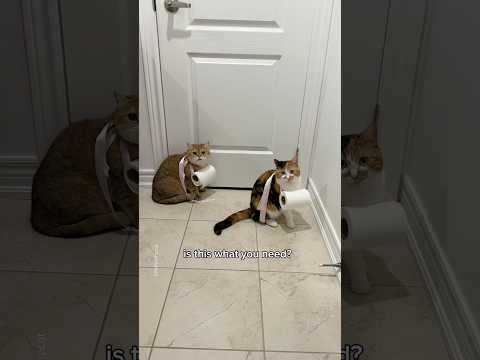 whoops I ran out of toilet paper 🫢 #cat