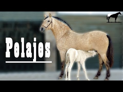 🐴 Buckskin, Bayos Cabos Negros O Isabelos (Pelajes Especiales) 🐴 -Del Cerro Soy