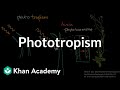 Understanding Phototropism and Auxin