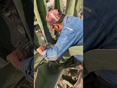 La calidad del pulque