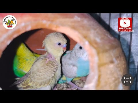 Australian Parrots / Love Birds Colony (Breeding Issues) Cage Cleaning in Urdu by |Arham| Video. 533