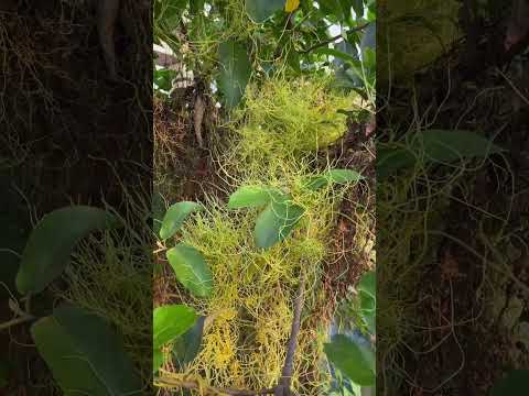 স্বর্নলতার অজানা রহস্য #Cuscuta_reflexa