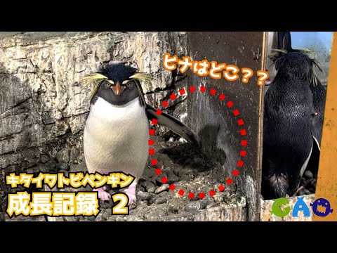 【キタイワトビペンギン】ヒナがいなくなった！？