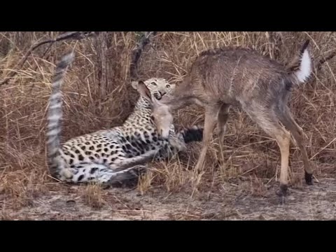 leopard playing nyala antelope and bite neck video