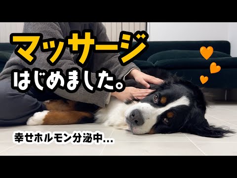 マッサージはじめました【1歳6ヶ月バーニーズ】