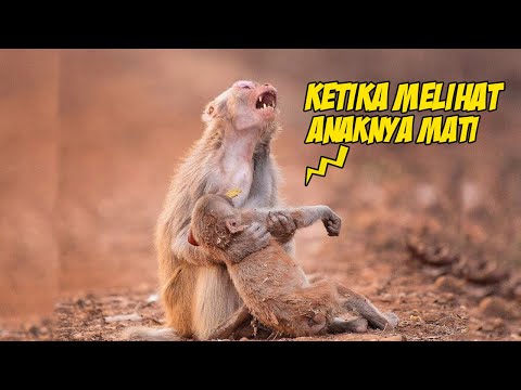 Mengharukan, Beginilah Cara Hewan Mengucapkan Selamat Tinggal Kepada Kawanannya