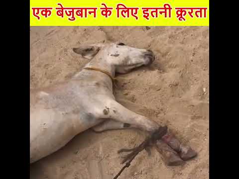 इतनी बेरहमी क्यों 😭 #shorts #humanity