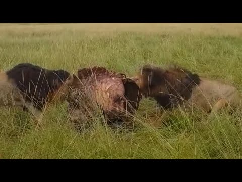 two male lions fighting over carcass video