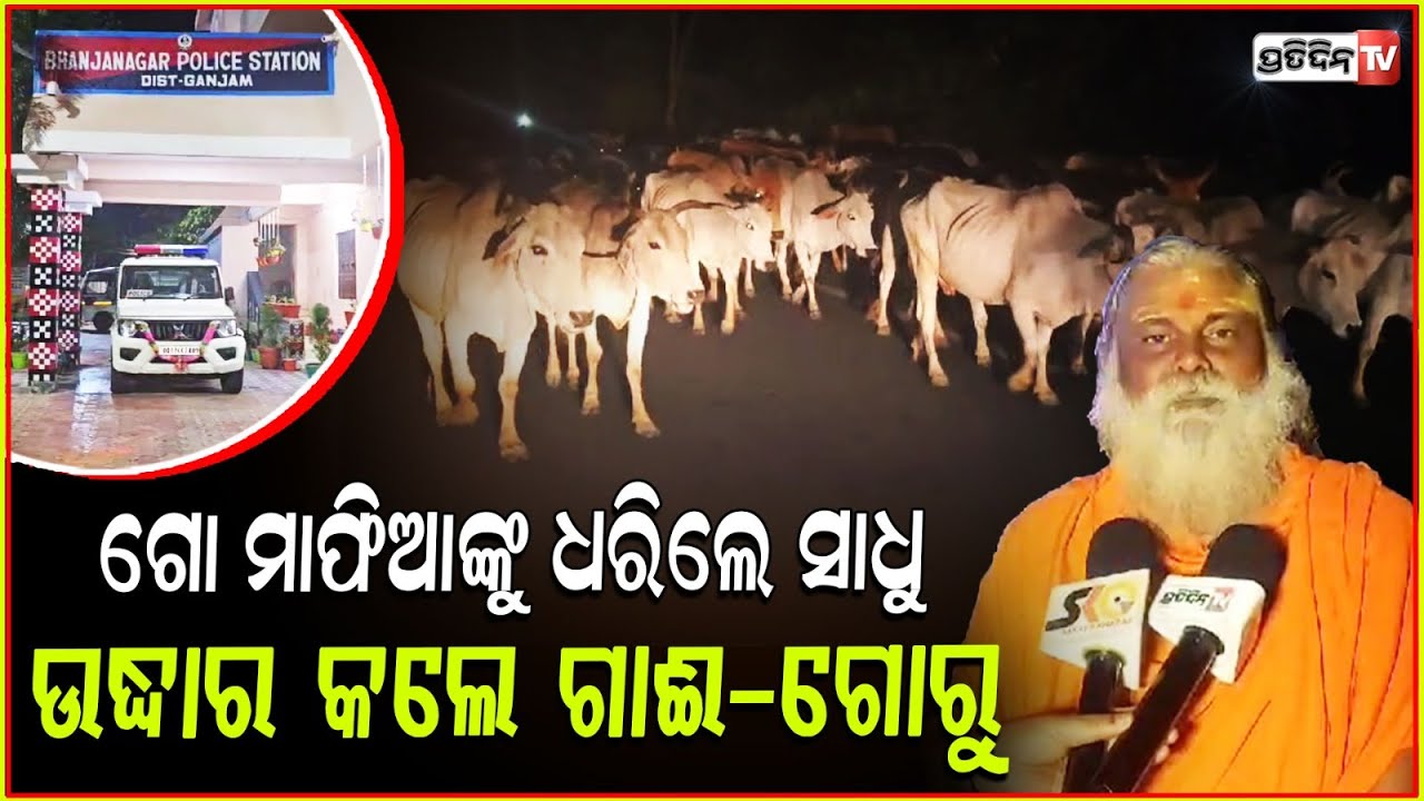 ଚାଲିଥିଲା ବେଆଇନ ଗୋ-ଚାଲାଣ ,ମାଡି ବସିଲା ଭଂଜନଗର ଥାନା ପୋଲିସ ! Illigal cow smuggling in Ganjam ,Odisha
