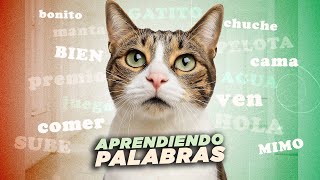 ¿Cuántas PALABRAS pueden APRENDER LOS GATOS? 😺🧠¿Cómo puedes enseñarles?