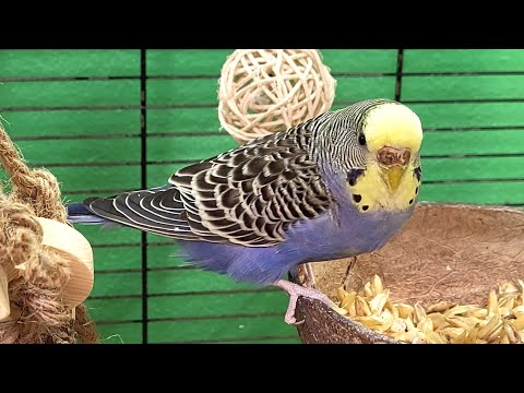 7 hours of budgie sounds for lonely birds