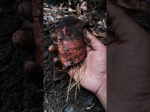 നിങ്ങളിങ്ങനെ കണ്ടിട്ടുണ്ടോ?..#shorts #farming #trending #malayalam #vegetables #garden