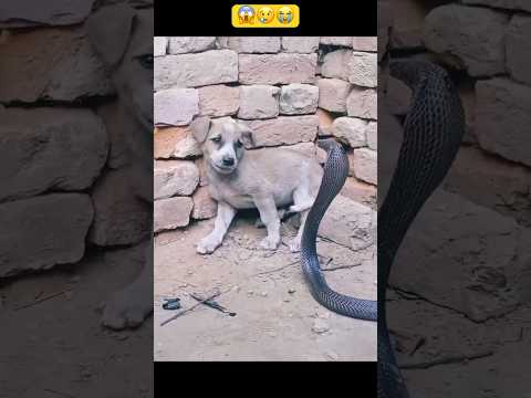 OMG! That's so shocking || I hope the puppy is fine🥺