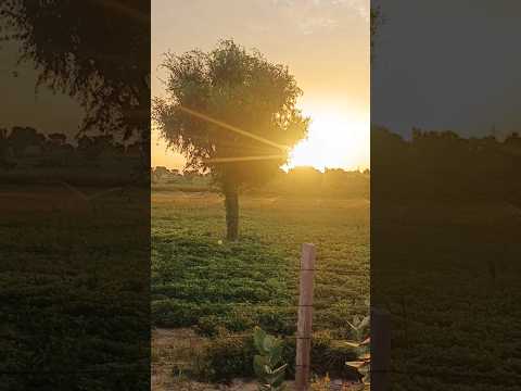 roots#trendingsong#shortvideo#villagesong#rajasthani